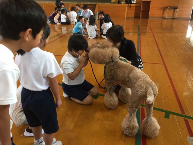 いのちの授業　犬のいのちの音、聞こえるかな?