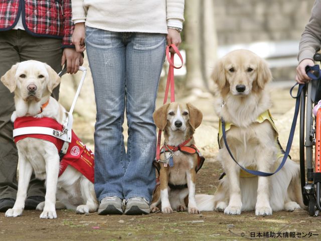 補助犬３種そろっての貴重なお写真です