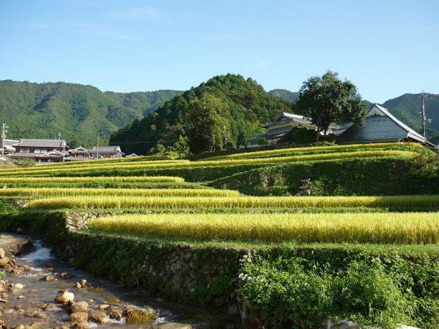 兵庫県神崎郡市川町の秋の棚田の写真