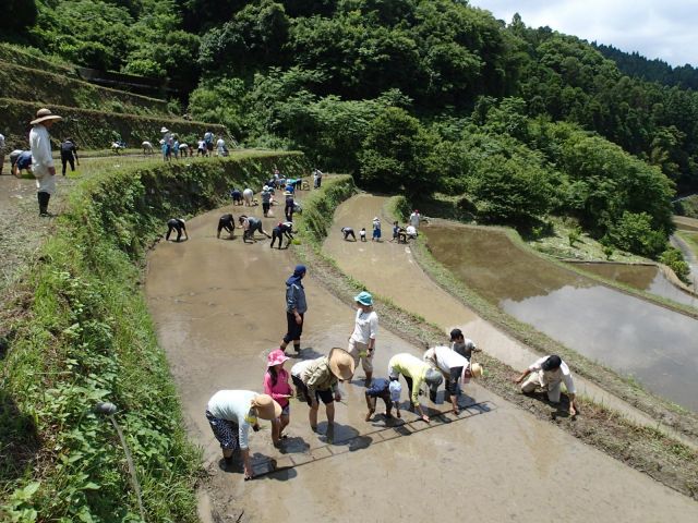 稲作コース「田植え」:棚田に家族が集い、昔ながらのお手植え田植え作業